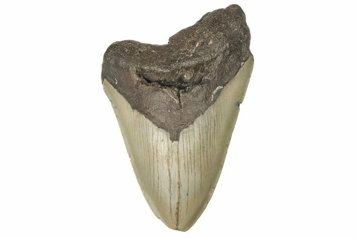 Bargain, Fossil Megalodon Tooth - Serrated Blade #190904